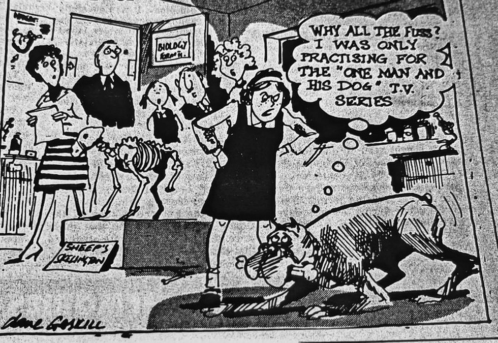 Cartoon accompanying the column: WHY ALL THE FUSS? I WAS ONLY PRACTISING FOR THE "ONE MAN AND HIS DOG" T.V. SERIES, thinks a large dog crouched over a heap of bones in a school hall. Behind it a sheep's skeleton stands on a plinth labelled SHEEP'S SKELETON, a girl has both hands to her head, and parents and children look on aghast.