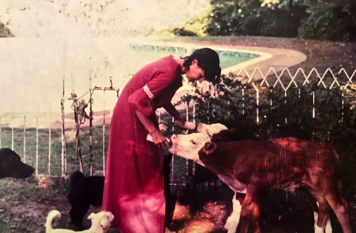 The time Carol rescued two calves from a storm in the East rand and brought them home to suburban Johannesburg. The photo includes Liquorice the Labrador, Henry the Hog, and an unknown random white dog - 1981